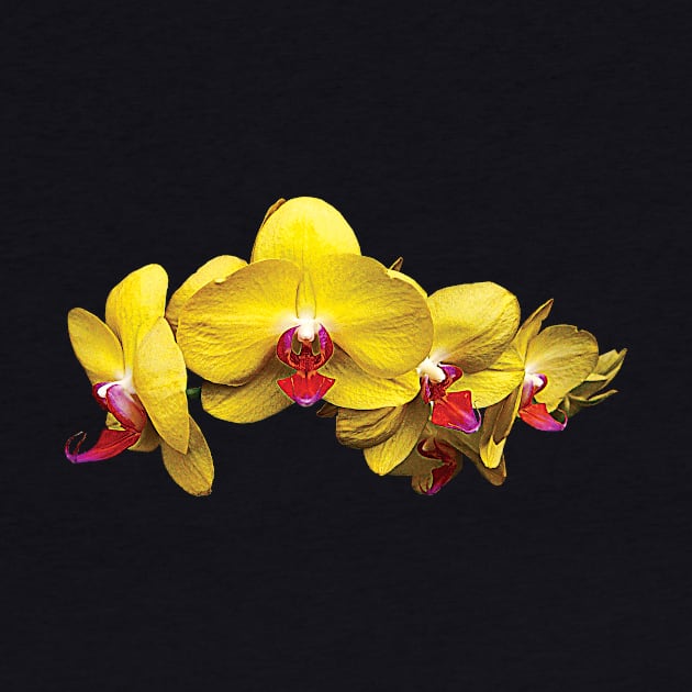 Orchids - Bright Yellow Phalaenopsis Orchids by SusanSavad